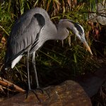 BlueHeron3.jpg