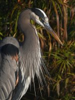 BlueHeron5.jpg