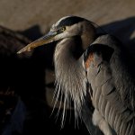 BlueHeron9.jpg