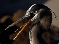 BlueHeron14.jpg