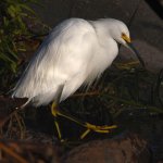 Egret5.jpg