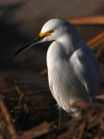 Egret9.jpg