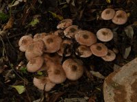 Shrooms3.jpg