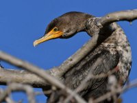 Cormorant.jpg