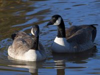 Goose3.jpg