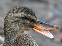 Mallard2.jpg