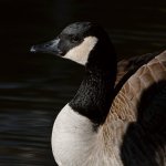 Goose2.jpg
