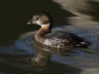 Grebe.jpg