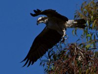 Osprey8.jpg