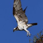 Osprey9.jpg
