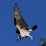 Osprey10.jpg