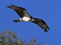 Osprey17.jpg