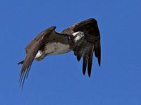 Osprey19.jpg