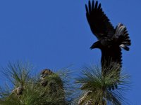 Hawk2.jpg
