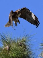 Hawk4.jpg