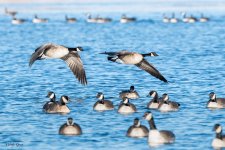 Geese-74.jpg
