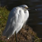 Egret3.jpg