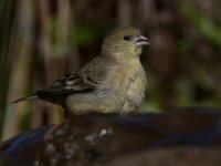 Goldfinch3.jpg