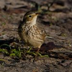 Pipit3.jpg