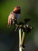 Hummer8.jpg