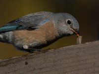 Bluebird5.jpg