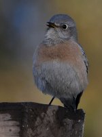 Bluebird16.jpg