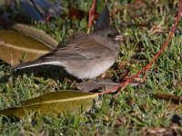 Junco3.jpg