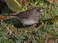 Junco2.jpg