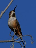 Hummer2.jpg