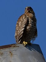 Hawk5.jpg