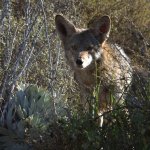 Coyote2.jpg