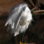 Egret8.jpg