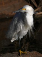Egret12.jpg