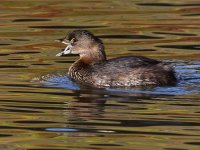 Grebe.jpg