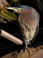 GreenHeron2.jpg
