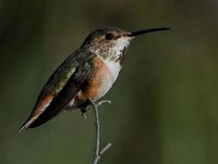 Hummer7.jpg