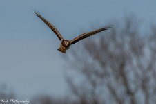 RD5_7083-Female Northern Harrier.jpg