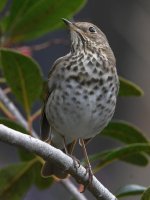 HermitThrush7.jpg
