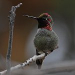 Hummer23.jpg