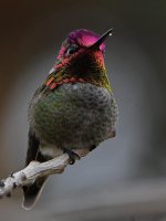 Hummer26.jpg