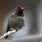 Hummer28.jpg