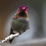 Hummer29.jpg