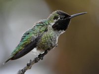 Hummer34.jpg