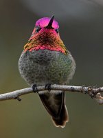 Hummer49.jpg