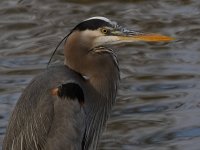 BlueHeron4.jpg