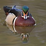 WoodDuck21.jpg