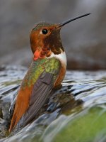 Hummer17.jpg