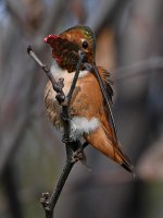 Hummer35.jpg