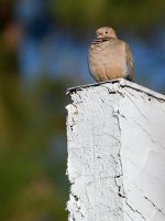Dove.jpg