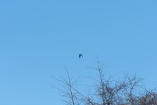 _5DX9083 uncropped low res.jpg